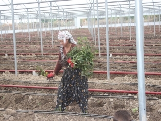 Rahime Hatun Kadın Tarımsal Kalkınma Kooperatifi SOGEP Projesi Tamamlandı Galeri