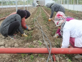 Rahime Hatun Kadın Tarımsal Kalkınma Kooperatifi SOGEP Projesi Tamamlandı Galeri