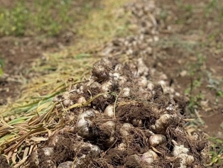 Afşin Koçovası Sarımsağı DOĞAKA desteğiyle Coğrafi İşaret Tescili'ne Kavuştu Galeri