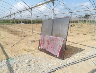 Süs Bitkileri Sektöründe Kırsal Alanda Kadın İstihdamı Projesi Galeri