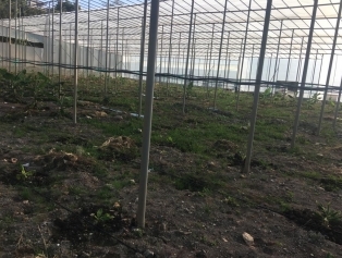 DOĞAKA Desteği ile Karagöz Seracılık Harbiye’de 5 Dönüm Muz Serası Kurdu Galeri