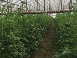 Bölgemizde Seracılık Faaliyetlerine DOĞAKA’dan Destek Galeri