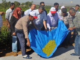 Kahramanmaraş’ta “Bağcılık Sektöründe Gelişmeler ve Fırsatlar Paneli ve Hasat Günü Etkinlikleri” düzenlendi. Galeri
