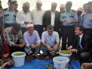 Kahramanmaraş’ta “Bağcılık Sektöründe Gelişmeler ve Fırsatlar Paneli ve Hasat Günü Etkinlikleri” düzenlendi. Galeri