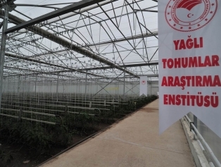 “Osmaniye Geçici Barınma Merkezi’ndeki Suriyeli Mültecilerin Mahsul Üretimine Yönelik Acil Destek Projesi” Serasının Açılışı Galeri