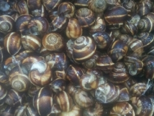Aquaculture Plants In Adana And Konya Have Been Visited Galeri