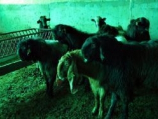 Kahramanmaraş Ydo’dan Keçi Yetiştirme Çiftliğine Ziyaret Galeri