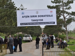 Afşin Sırık Domatesle Tanıştı Galeri