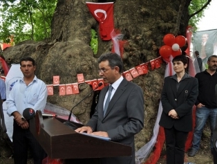 Musa Ağacı Restorasyonu Ve Çevre Düzenleme Projesi Galeri