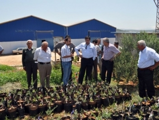 Altınözü'ndeki Zeytin İşleme Tesisi Yerinde İncelendi Galeri